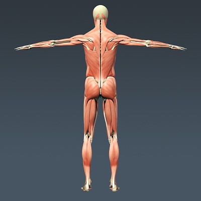 Human Male Body, Muscular, Respiratory System and Skeleton - Anatomy 3D Model .max .obj .3ds .fbx .lwo .lw .lws .c4d