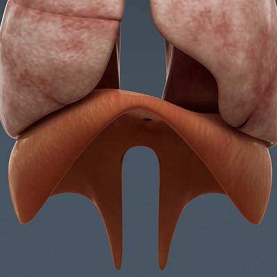 Human Male Body, Muscular, Respiratory System and Skeleton - Anatomy 3D Model .max .obj .3ds .fbx .lwo .lw .lws .c4d