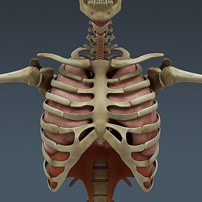 Human Male Body, Muscular, Respiratory System and Skeleton - Anatomy 3D Model .max .obj .3ds .fbx .lwo .lw .lws .c4d