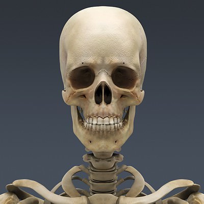 Human Male Body, Muscular, Respiratory System and Skeleton - Anatomy 3D Model .max .obj .3ds .fbx .lwo .lw .lws .c4d