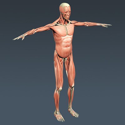 Human Male Body, Muscular, Respiratory System and Skeleton - Anatomy 3D Model .max .obj .3ds .fbx .lwo .lw .lws .c4d