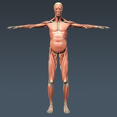 Human Male Body, Muscular, Respiratory System and Skeleton - Anatomy 3D Model .max .obj .3ds .fbx .lwo .lw .lws .c4d