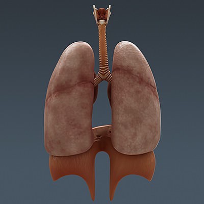 Human Male Body, Muscular, Respiratory System and Skeleton - Anatomy 3D Model .max .obj .3ds .fbx .lwo .lw .lws .c4d