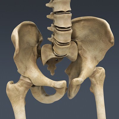 Human Male Body, Muscular, Respiratory System and Skeleton - Anatomy 3D Model .max .obj .3ds .fbx .lwo .lw .lws .c4d