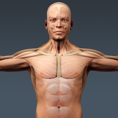 Human Male Body, Muscular, Respiratory System and Skeleton - Anatomy 3D Model .max .obj .3ds .fbx .lwo .lw .lws .c4d