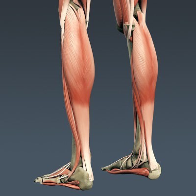 Human Male Body, Muscular, Respiratory System and Skeleton - Anatomy 3D Model .max .obj .3ds .fbx .lwo .lw .lws .c4d