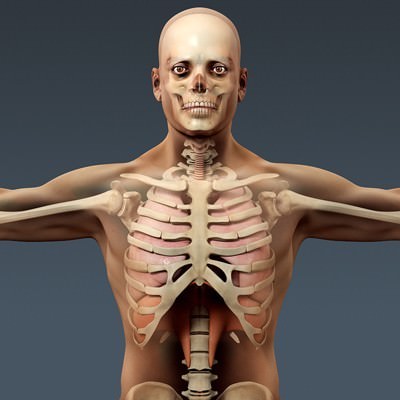 Human Male Body, Muscular, Respiratory System and Skeleton - Anatomy 3D Model .max .obj .3ds .fbx .lwo .lw .lws .c4d
