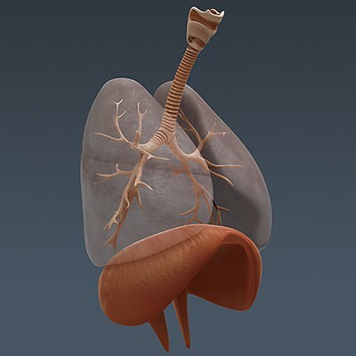 Human Male Body, Muscular, Respiratory System and Skeleton - Anatomy 3D Model .max .obj .3ds .fbx .lwo .lw .lws .c4d