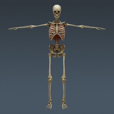 Human Male Body, Muscular, Respiratory System and Skeleton - Anatomy 3D Model .max .obj .3ds .fbx .lwo .lw .lws .c4d