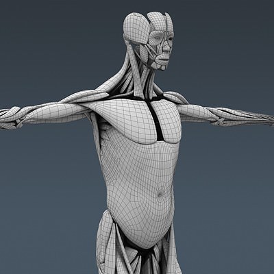 Human Male Body, Muscular, Respiratory System and Skeleton - Anatomy 3D Model .max .obj .3ds .fbx .lwo .lw .lws .c4d