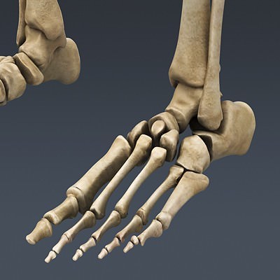 Human Male Body, Muscular, Respiratory System and Skeleton - Anatomy 3D Model .max .obj .3ds .fbx .lwo .lw .lws .c4d