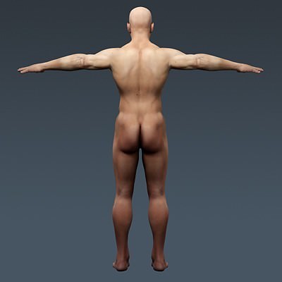 Human Male Body, Muscular, Respiratory System and Skeleton - Anatomy 3D Model .max .obj .3ds .fbx .lwo .lw .lws .c4d