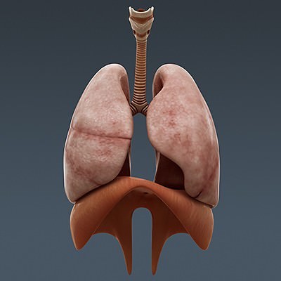 Human Male Body, Muscular, Respiratory System and Skeleton - Anatomy 3D Model .max .obj .3ds .fbx .lwo .lw .lws .c4d