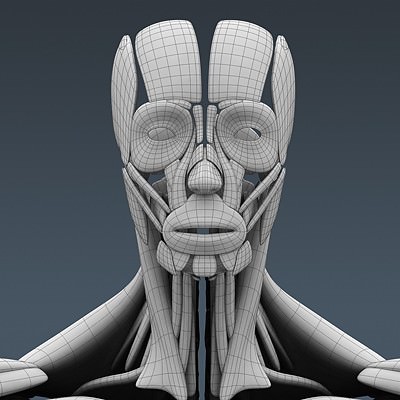 Human Male Body, Muscular, Respiratory System and Skeleton - Anatomy 3D Model .max .obj .3ds .fbx .lwo .lw .lws .c4d