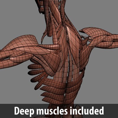 Human Male Body, Muscular, Respiratory System and Skeleton - Anatomy 3D Model .max .obj .3ds .fbx .lwo .lw .lws .c4d