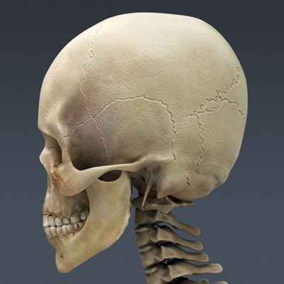 Human Male Body, Muscular, Respiratory System and Skeleton - Anatomy 3D Model .max .obj .3ds .fbx .lwo .lw .lws .c4d