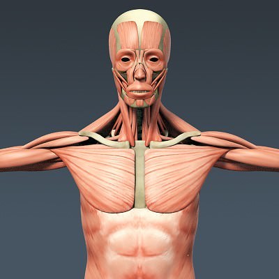 Human Male Body, Muscular, Respiratory System and Skeleton - Anatomy 3D Model .max .obj .3ds .fbx .lwo .lw .lws .c4d