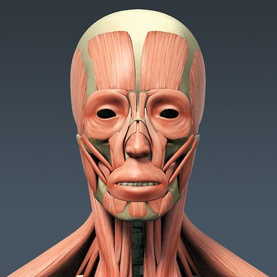 Human Male Body, Muscular, Respiratory System and Skeleton - Anatomy 3D Model .max .obj .3ds .fbx .lwo .lw .lws .c4d
