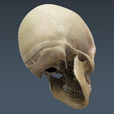 Human Male Body, Muscular, Respiratory System and Skeleton - Anatomy 3D Model .max .obj .3ds .fbx .lwo .lw .lws .c4d