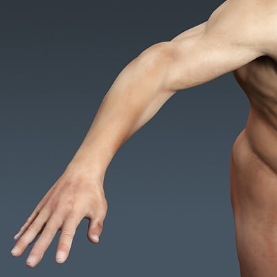 Human Male Body, Muscular, Respiratory System and Skeleton - Anatomy 3D Model .max .obj .3ds .fbx .lwo .lw .lws .c4d
