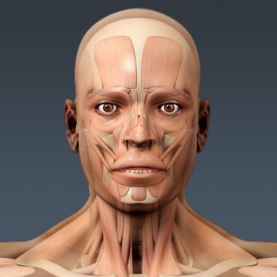 Human Male Body, Muscular, Respiratory System and Skeleton - Anatomy 3D Model .max .obj .3ds .fbx .lwo .lw .lws .c4d