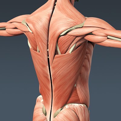 Human Male Body, Muscular, Respiratory System and Skeleton - Anatomy 3D Model .max .obj .3ds .fbx .lwo .lw .lws .c4d