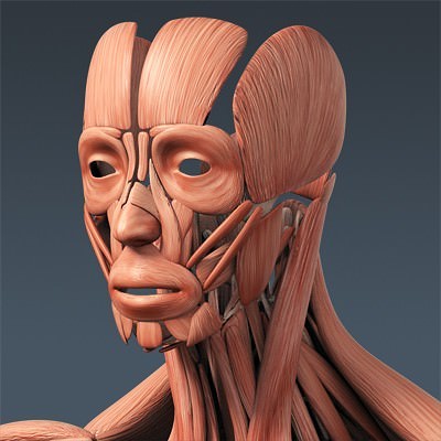 Human Male Body, Muscular, Respiratory System and Skeleton - Anatomy 3D Model .max .obj .3ds .fbx .lwo .lw .lws .c4d