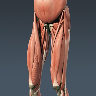 Human Male Body, Muscular, Respiratory System and Skeleton - Anatomy 3D Model .max .obj .3ds .fbx .lwo .lw .lws .c4d