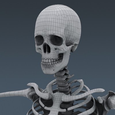 Human Male Body, Muscular, Respiratory System and Skeleton - Anatomy 3D Model .max .obj .3ds .fbx .lwo .lw .lws .c4d