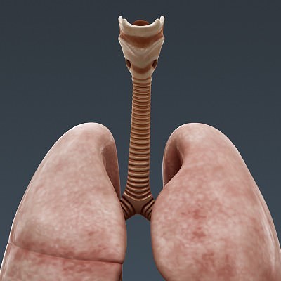 Human Male Body, Muscular, Respiratory System and Skeleton - Anatomy 3D Model .max .obj .3ds .fbx .lwo .lw .lws .c4d
