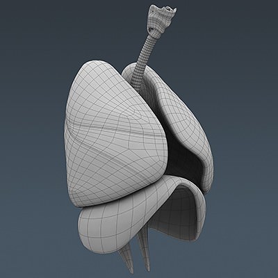 Human Male Body, Muscular, Respiratory System and Skeleton - Anatomy 3D Model .max .obj .3ds .fbx .lwo .lw .lws .c4d