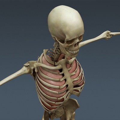 Human Male Body, Muscular, Respiratory System and Skeleton - Anatomy 3D Model .max .obj .3ds .fbx .lwo .lw .lws .c4d
