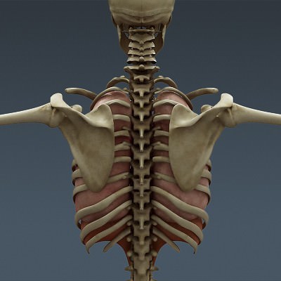 Human Male Body, Muscular, Respiratory System and Skeleton - Anatomy 3D Model .max .obj .3ds .fbx .lwo .lw .lws .c4d