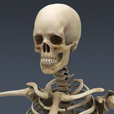 Human Male Body, Muscular, Respiratory System and Skeleton - Anatomy 3D Model .max .obj .3ds .fbx .lwo .lw .lws .c4d
