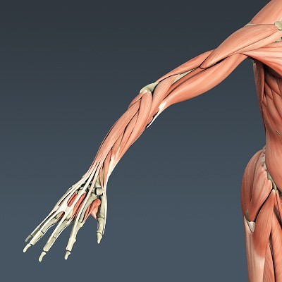 Human Male Body, Muscular, Respiratory System and Skeleton - Anatomy 3D Model .max .obj .3ds .fbx .lwo .lw .lws .c4d