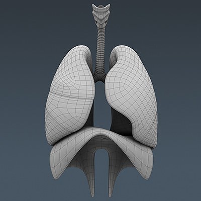 Human Male Body, Muscular, Respiratory System and Skeleton - Anatomy 3D Model .max .obj .3ds .fbx .lwo .lw .lws .c4d