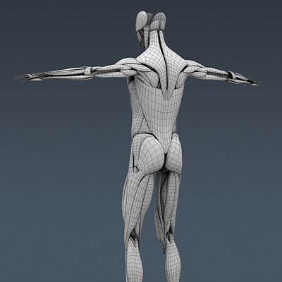 Human Male Body, Muscular, Respiratory System and Skeleton - Anatomy 3D Model .max .obj .3ds .fbx .lwo .lw .lws .c4d