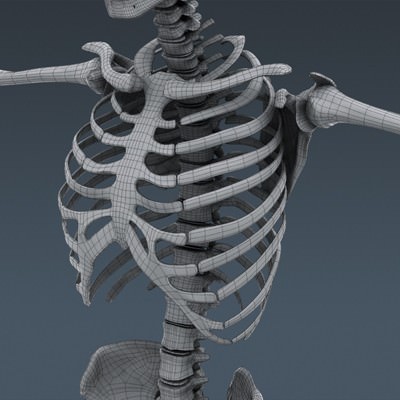Human Male Body, Muscular, Respiratory System and Skeleton - Anatomy 3D Model .max .obj .3ds .fbx .lwo .lw .lws .c4d