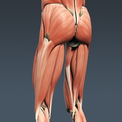 Human Male Body, Muscular, Respiratory System and Skeleton - Anatomy 3D Model .max .obj .3ds .fbx .lwo .lw .lws .c4d