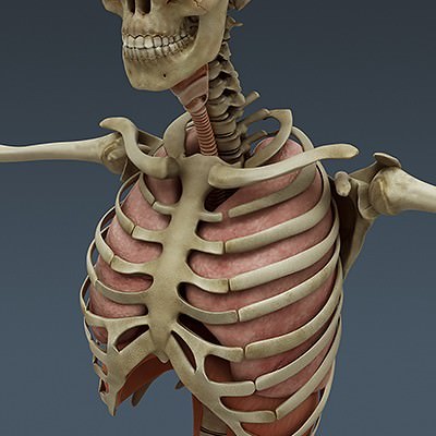 Human Male Body, Muscular, Respiratory System and Skeleton - Anatomy 3D Model .max .obj .3ds .fbx .lwo .lw .lws .c4d