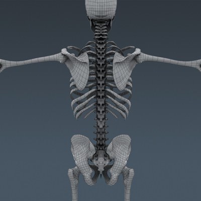 Human Male Body, Muscular, Respiratory System and Skeleton - Anatomy 3D Model .max .obj .3ds .fbx .lwo .lw .lws .c4d