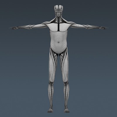 Human Male Body, Muscular, Respiratory System and Skeleton - Anatomy 3D Model .max .obj .3ds .fbx .lwo .lw .lws .c4d