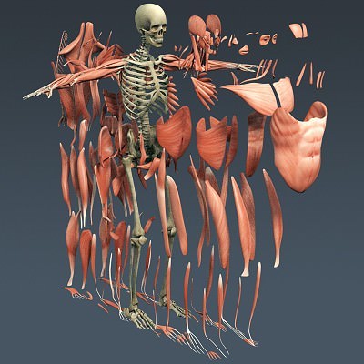 Human Male Body, Muscular, Respiratory System and Skeleton - Anatomy 3D Model .max .obj .3ds .fbx .lwo .lw .lws .c4d