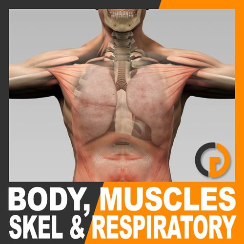 Human Male Body, Muscular, Respiratory System and Skeleton - Anatomy 3D Model .max .obj .3ds .fbx .lwo .lw .lws .c4d