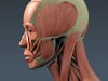Human Male Body, Muscular, Respiratory System and Skeleton - Anatomy 3D Model .max .obj .3ds .fbx .lwo .lw .lws .c4d