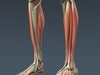 Human Male Body, Muscular, Respiratory System and Skeleton - Anatomy 3D Model .max .obj .3ds .fbx .lwo .lw .lws .c4d