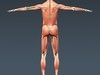 Human Male Body, Muscular, Respiratory System and Skeleton - Anatomy 3D Model .max .obj .3ds .fbx .lwo .lw .lws .c4d