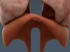 Human Male Body, Muscular, Respiratory System and Skeleton - Anatomy 3D Model .max .obj .3ds .fbx .lwo .lw .lws .c4d