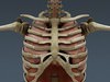 Human Male Body, Muscular, Respiratory System and Skeleton - Anatomy 3D Model .max .obj .3ds .fbx .lwo .lw .lws .c4d