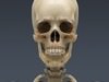 Human Male Body, Muscular, Respiratory System and Skeleton - Anatomy 3D Model .max .obj .3ds .fbx .lwo .lw .lws .c4d
